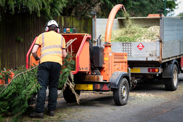 Best Tree Trimming and Pruning  in La Plata, NM