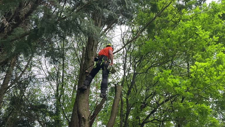 Trusted La Plata, NM Tree Removal Experts