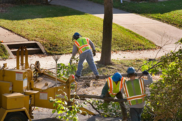 Best Tree and Shrub Care  in La Plata, NM