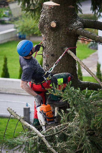 How Our Tree Care Process Works  in  La Plata, NM