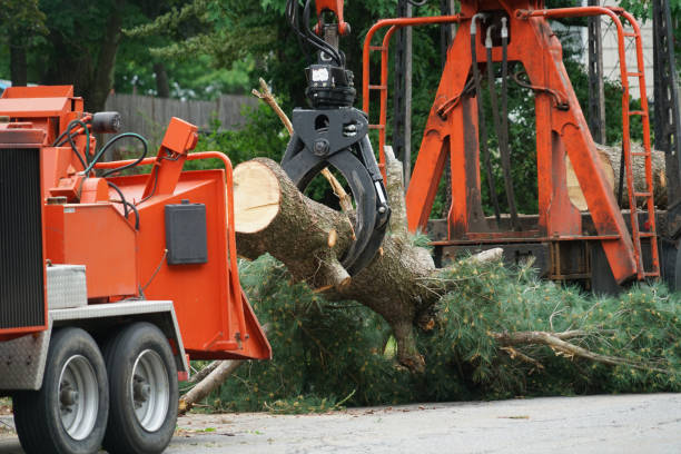 Best Emergency Tree Removal  in La Plata, NM